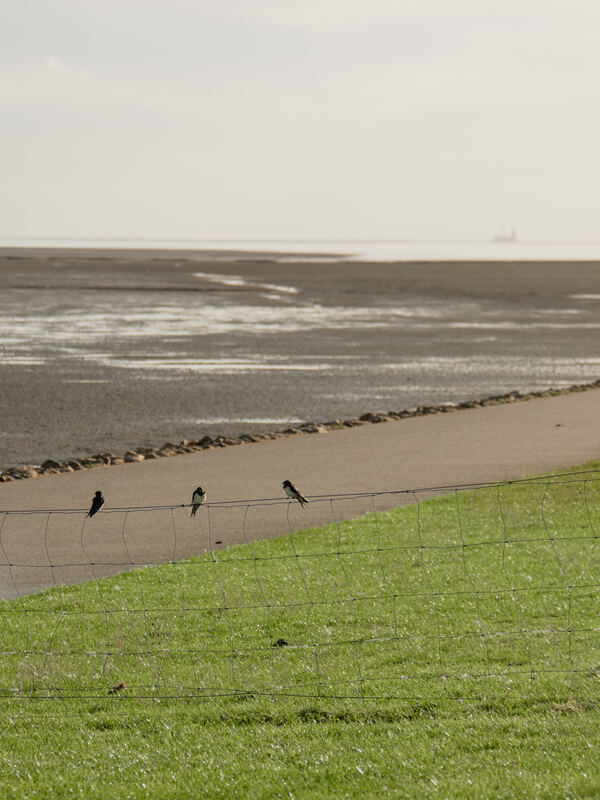 Deichweg mit Vögeln auf dem Zaun, dahinter das weite Watt